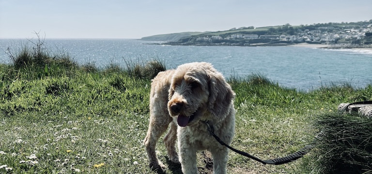 Dog walk by the coast Cornwall