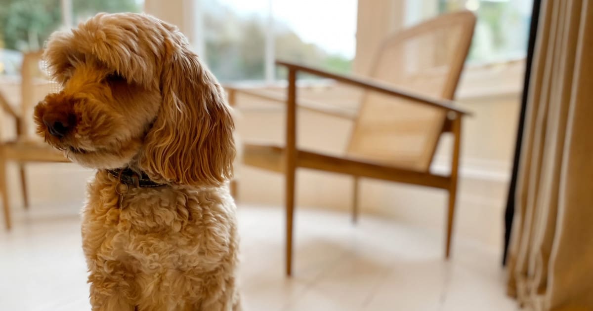 Dog Friendly Hotel in Cornwall Dog Friendly Hotel in Truro